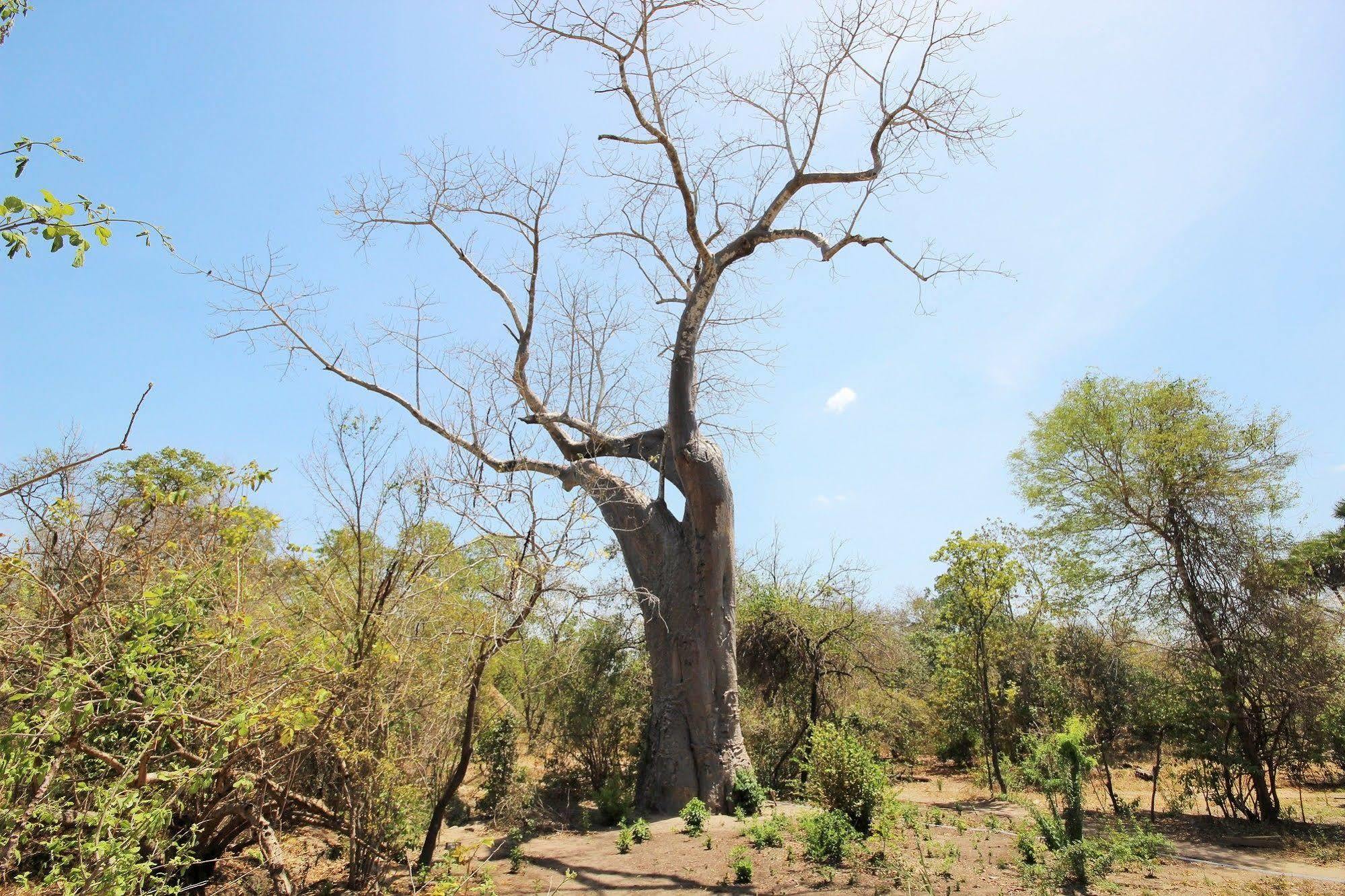 Africa Safari Camp Hotel Mloka Ngoại thất bức ảnh